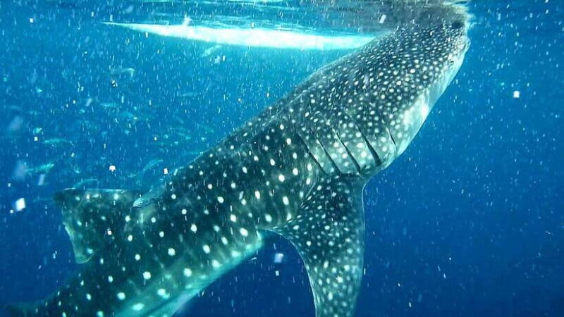 Cebu: Whale Sharks, Kawasan Falls, & Sardines Run Snorkeling - An In-Depth Look at the Tour Experience