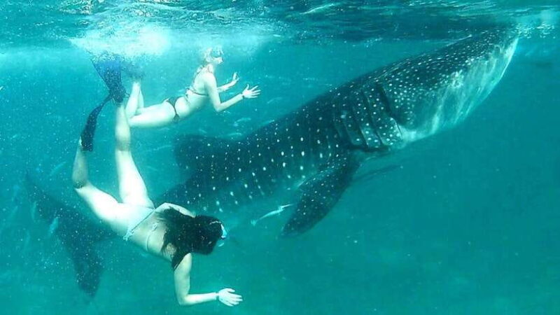 Cebu: Whale Sharks, Kawasan Falls, & Sardines Run Snorkeling - Authentic Insights from Reviews