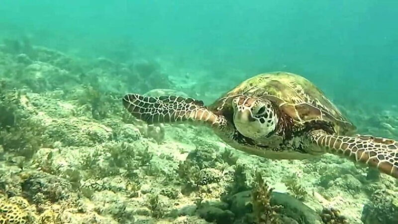 Cebu: Whale Sharks, Kawasan Falls, & Sardines Run Snorkeling - Who Will Love This Tour?