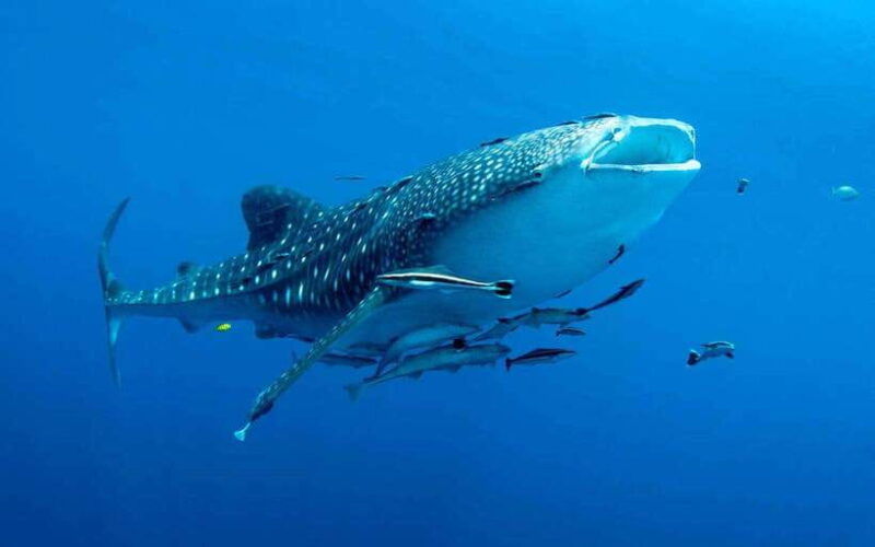 cebu-whale-sharks-tumalog-falls-and-monkey-sanctuary-tour