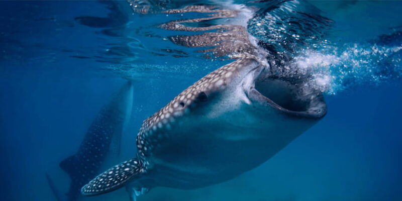 cebu-whale-sharks-tumalog-falls-and-monkey-sanctuary-tour