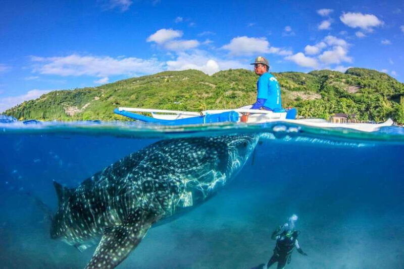 cebu-whale-sharks-tumalog-falls-and-monkey-sanctuary-tour