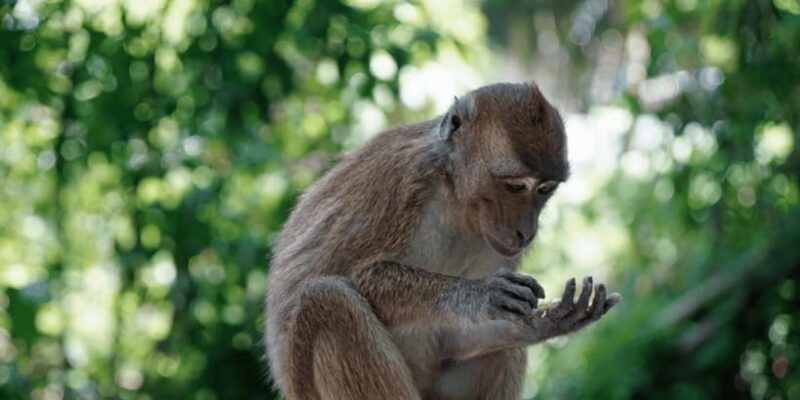 cebu-whale-sharks-tumalog-falls-and-monkey-sanctuary-tour