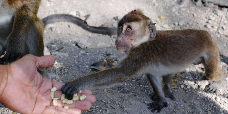 cebu-whale-sharks-tumalog-falls-and-monkey-sanctuary-tour