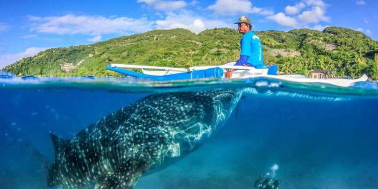 cebu-whale-sharks-tumalog-falls-and-monkey-sanctuary-tour