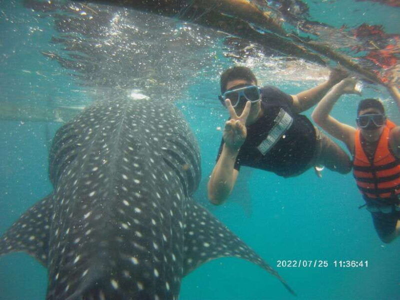 cebu-whaleshark-kawasan-falls-sardines-run-snorkeling