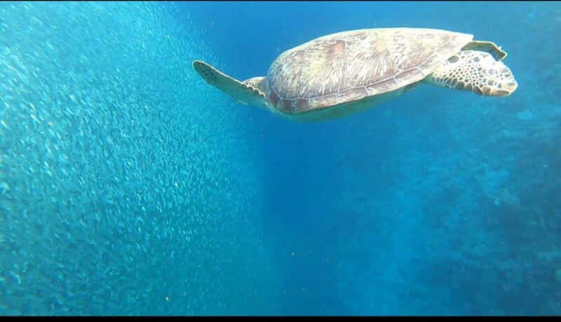 cebu-whaleshark-kawasan-falls-sardines-run-snorkeling