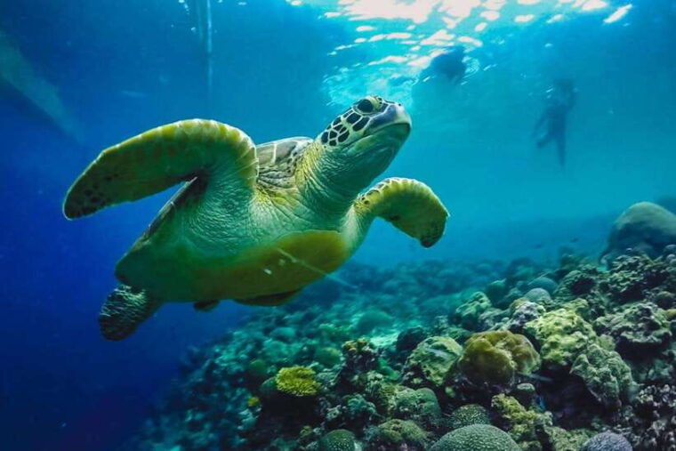 cebu-whaleshark-kawasan-falls-sardines-run-snorkeling