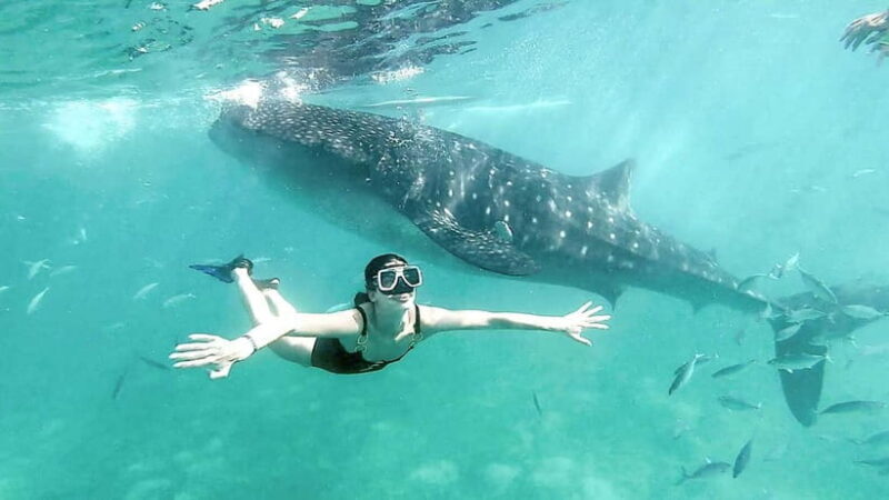 Cebu: Whaleshark Swimming & Kawasan falls Canyoneering Tour - Cebu: Whaleshark Swimming & Kawasan Falls Canyoneering Tour — A Complete Adventure Experience