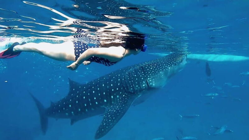 Cebu: Whaleshark Swimming & Kawasan falls Canyoneering Tour - What’s Included and What to Consider