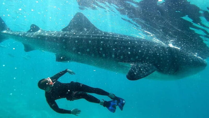 Cebu: Whaleshark Swimming & Kawasan falls Canyoneering Tour - The Experience from Travelers’ Perspectives