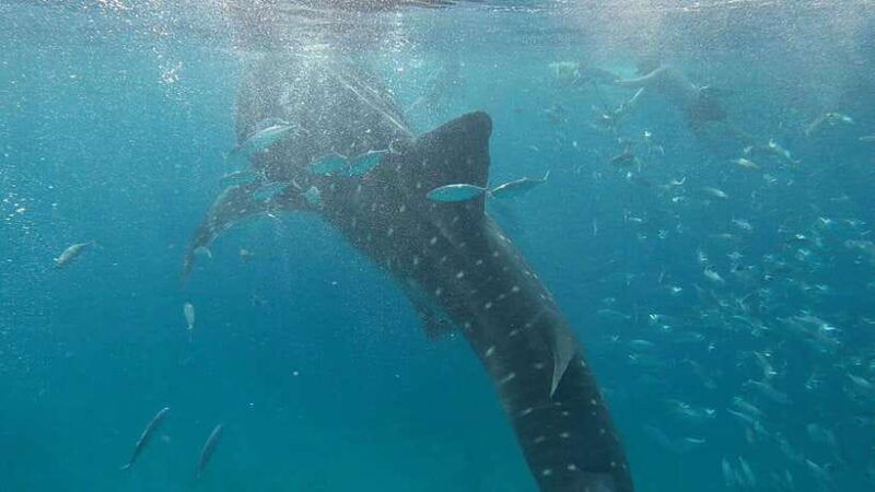 cebu-whaleshark-swimming-moalboal-snorkelling-day-trip