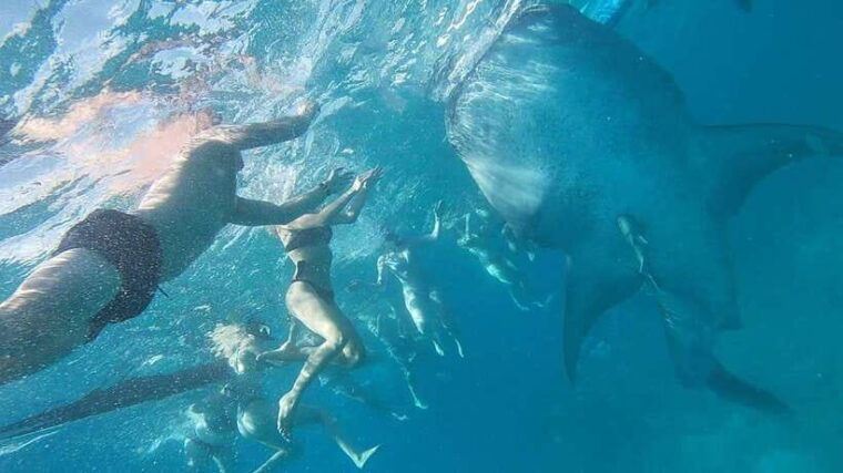 cebu-whaleshark-swimming-moalboal-snorkelling-day-trip