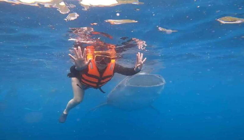 cebu-whaleshark-watching-sumilon-sand-bar-tumalog-falls