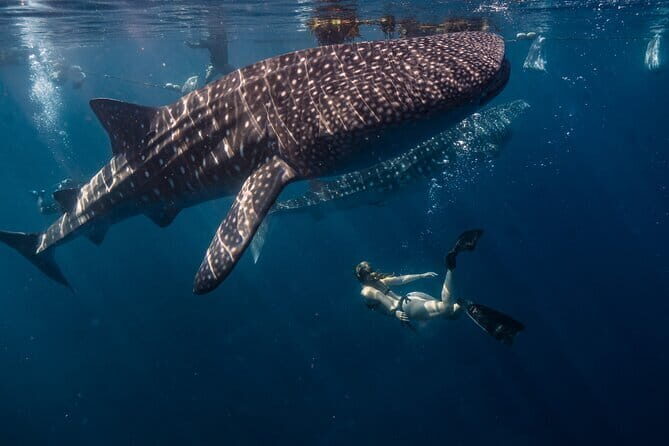 Cebu Whaleshark Watching w/ Sumilon Island Hopping - A Deep Dive into the Experience