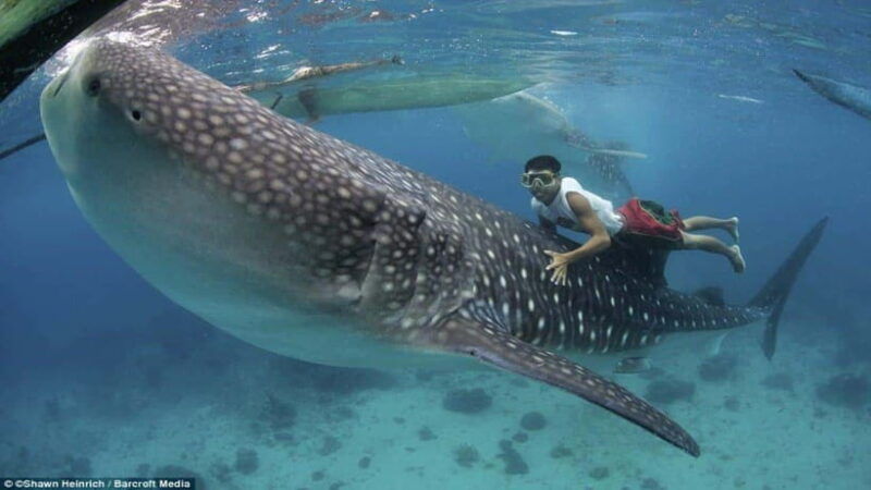 cebu-whaleshark-white-sand-beach-sumilon-island-and-falls