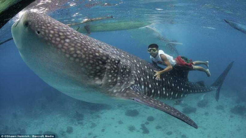 cebu-whaleshark-white-sand-beach-sumilon-island-and-falls