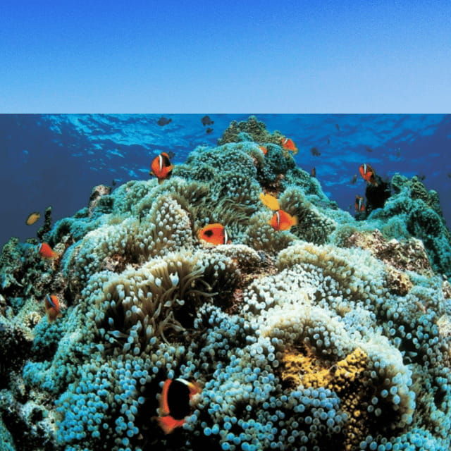 cebu-whalesharks-sumilon-sandbar-tumalog-falls-tour