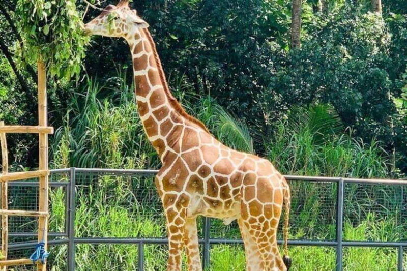 cebucebu-safari-adventure-park-day-trip
