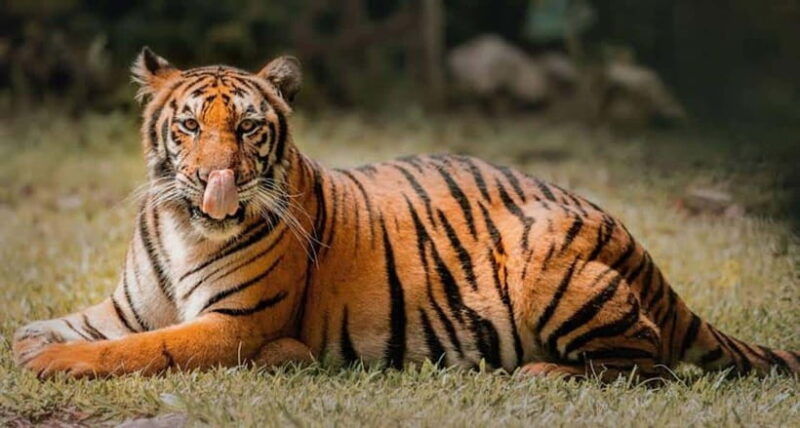 cebucebu-safari-adventure-park-day-trip