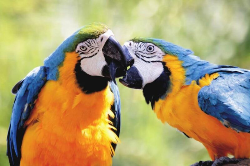 cebucebu-safari-adventure-park-day-trip