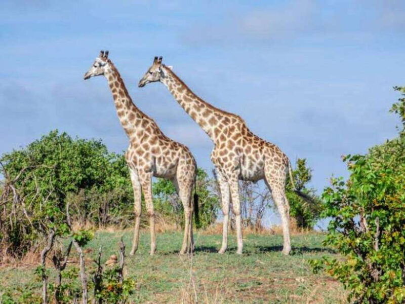 cebucebu-safari-adventure-park-day-trip