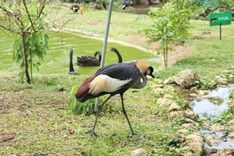 cebucebu-safari-adventure-park-day-trip
