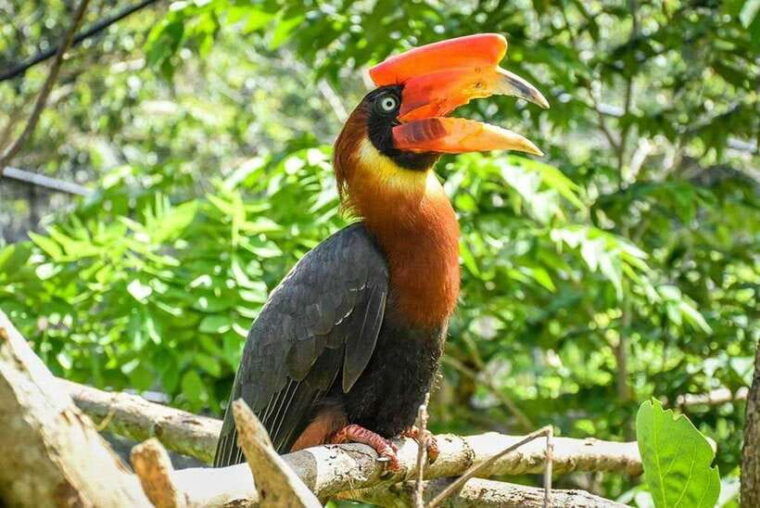 cebucebu-safari-adventure-park-day-trip