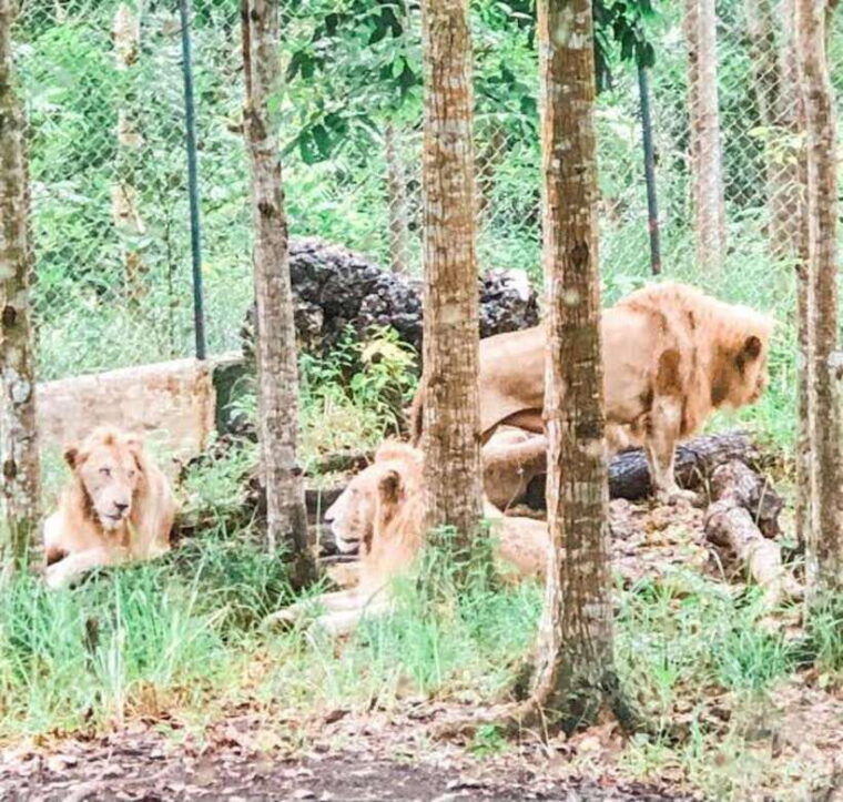 cebucebu-safari-adventure-park-day-trip