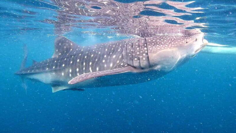 Cebu:Oslob Whale Sharks, Tumalog Falls & Moalboal Snorkeling - Key Points