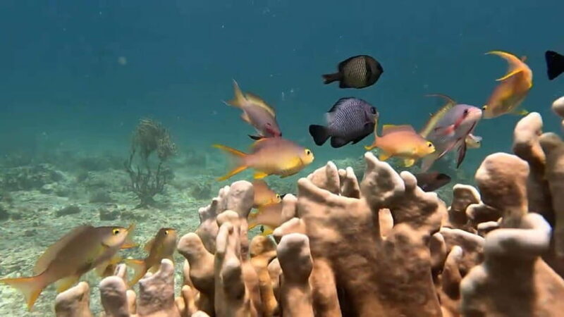 Cebu:Oslob Whale Sharks, Tumalog Falls & Moalboal Snorkeling - The Itinerary Breakdown: What You Can Expect