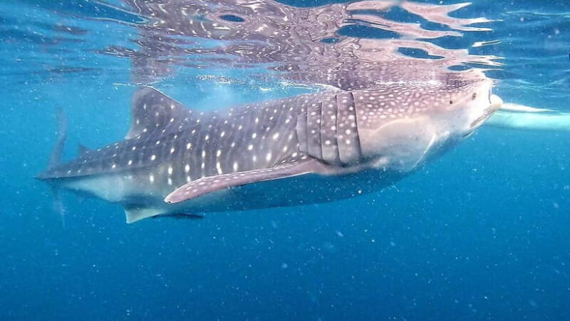 Cebu:Oslob Whale Sharks, Tumalog Falls & Moalboal Snorkeling - Practical Tips for the Tour