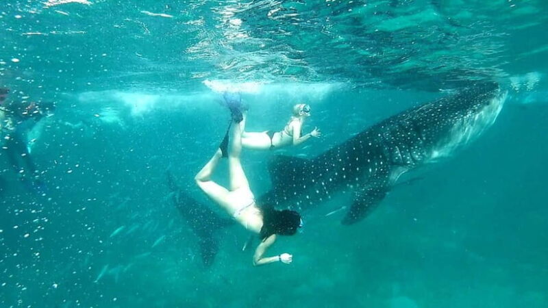 Cebu:Oslob Whale Sharks, Tumalog Falls & Moalboal Snorkeling - Additional Considerations