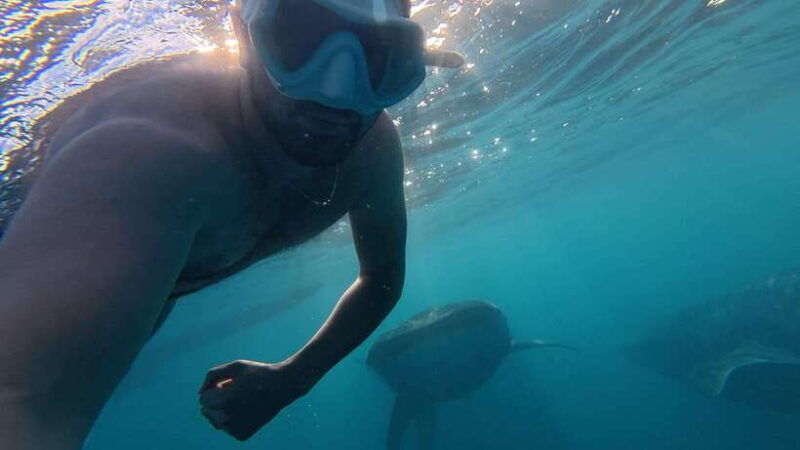 cebuoslob-whalesharkwatchingkawasan-canyoneering