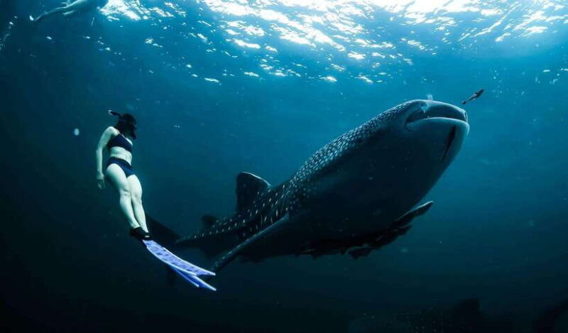 cebuoslob-whalesharkwatchingkawasan-canyoneering