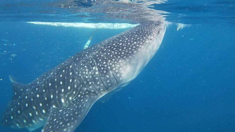 cebuwhaleshark-watching-kawasan-canyoneering-private-tour