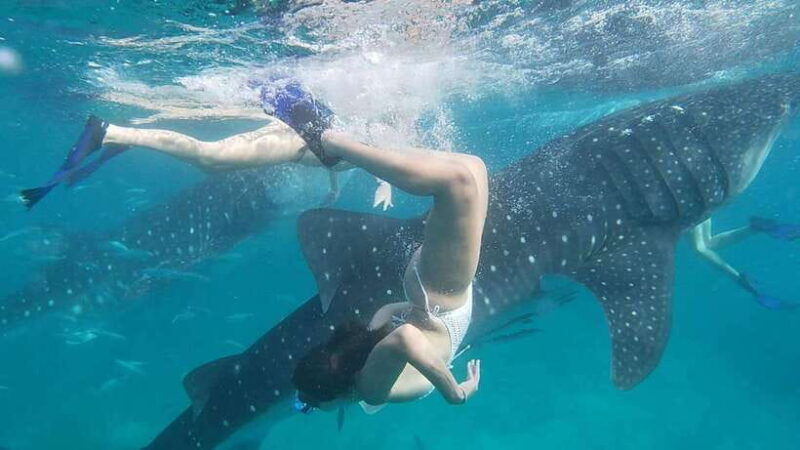 cebuwhaleshark-watching-kawasan-canyoneering-private-tour