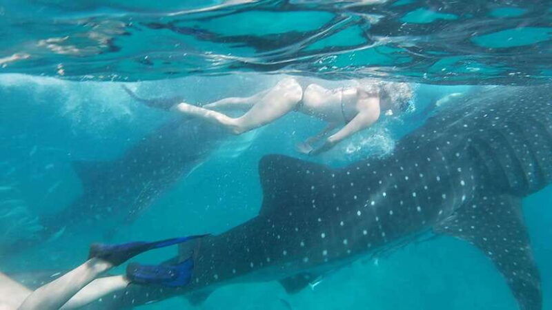 cebuwhaleshark-watching-kawasan-canyoneering-private-tour