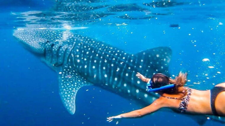 cebuwhaleshark-watching-kawasan-canyoneering-private-tour