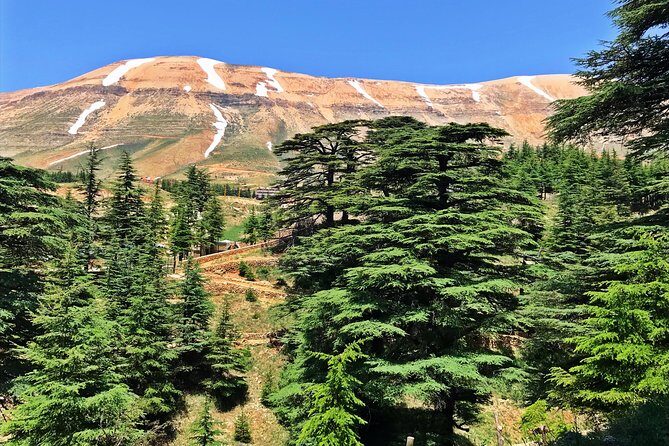 Cedars, Bsharre & Kozhaya Day Tour - What’s Included and What’s Not