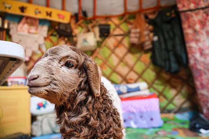 Celebrate Mongolias New Year the Nomadic Way - A Detailed Look at the Tour Experience