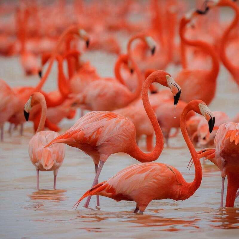 Celestun mangroves boat tour from Merida - An Honest Look at the Tour Experience