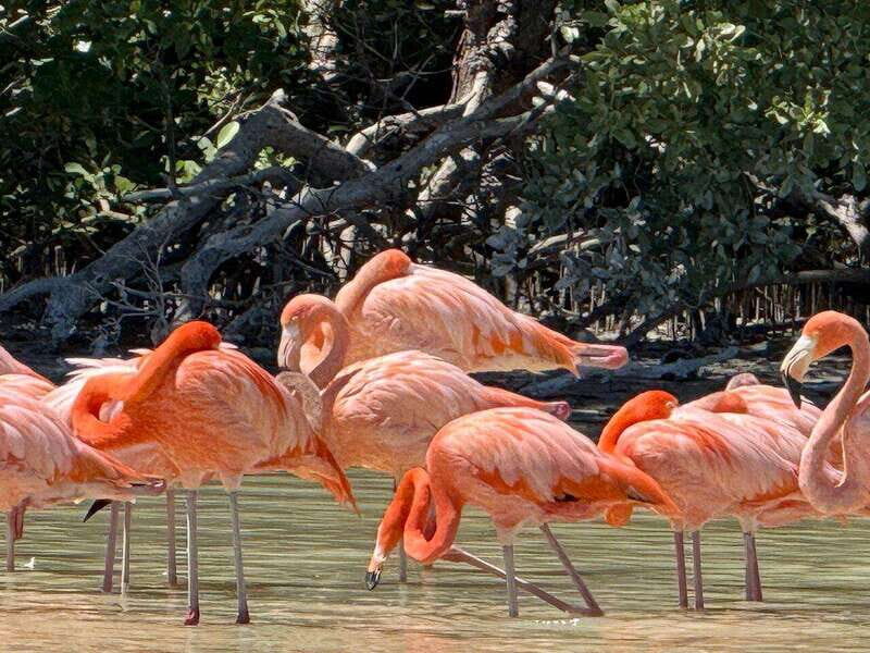 Celestun mangroves boat tour from Merida - Who Should Consider This Tour?