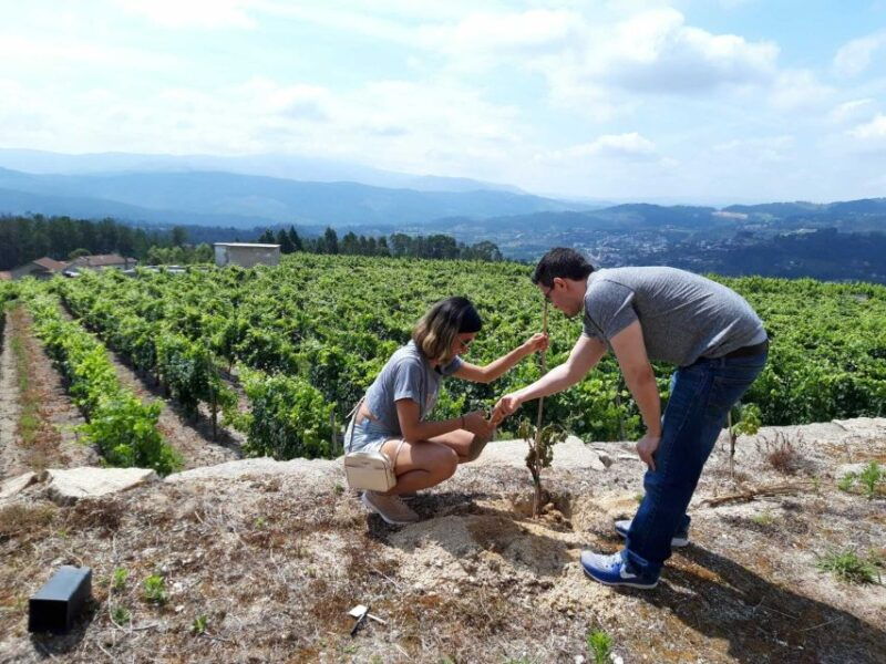 celorico-de-basto-quinta-de-santa-cristina-winery-tour
