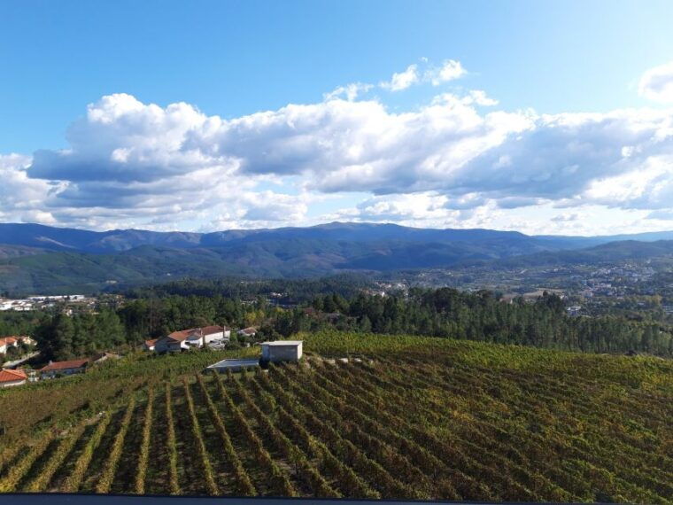 celorico-de-basto-quinta-de-santa-cristina-winery-tour