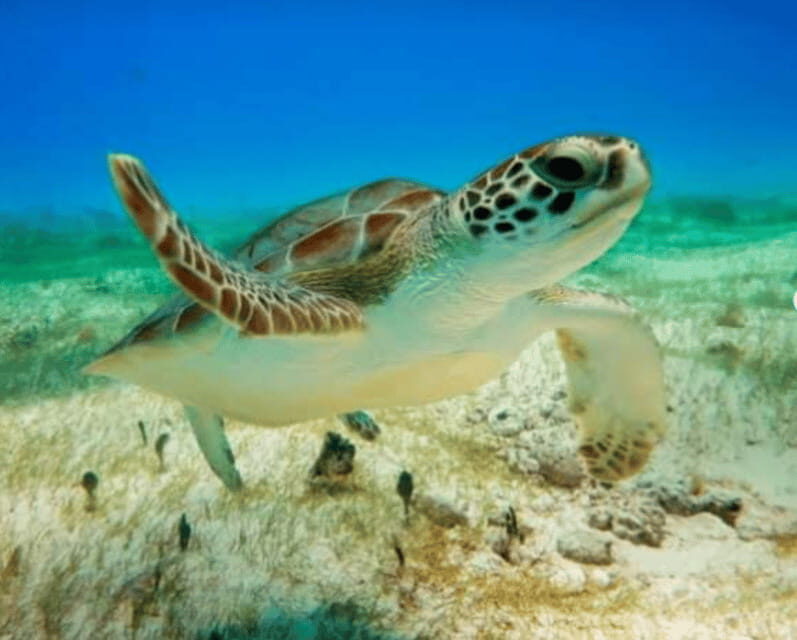 Cenotes, Turtles and Beach club - Exploring the Cenotes, Turtles, and Beach Club Tour in Quintana Roo