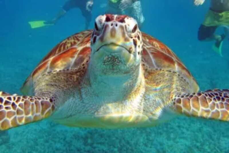 Cenotes, Turtles and Beach club - FAQ