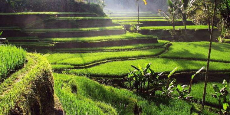central-bali-ubud-village-rice-terrace-and-kintamani-tour