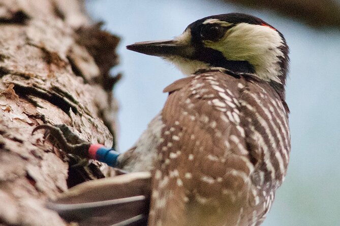 central-florida-half-day-private-birding-activity-2-person-max