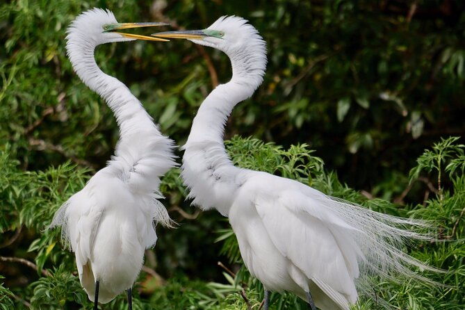 central-florida-half-day-private-birding-activity-2-person-max